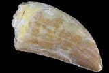 Serrated, Carcharodontosaurus Tooth - Real Dinosaur Tooth #85827-1
